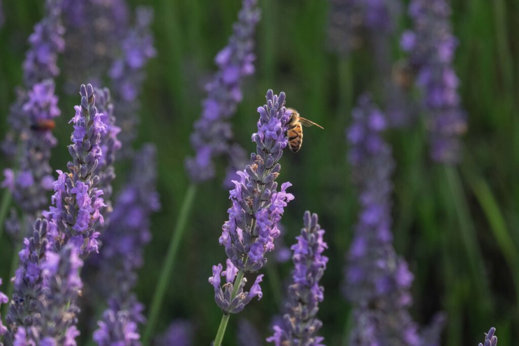 Ape su lavanda