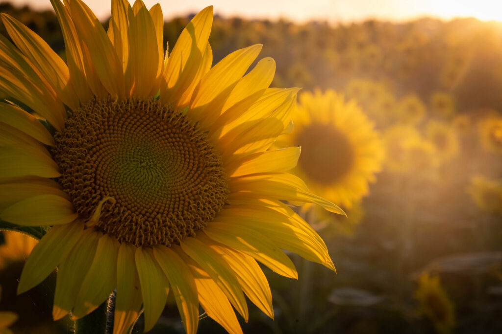 Girasoli al tramonto